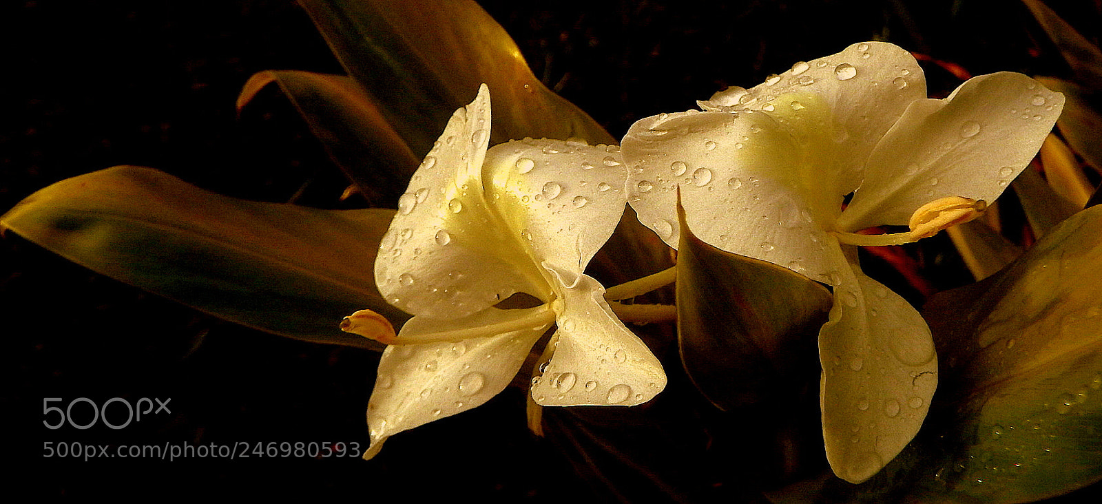Fujifilm FinePix SL1000 sample photo. Field ginger .... photography
