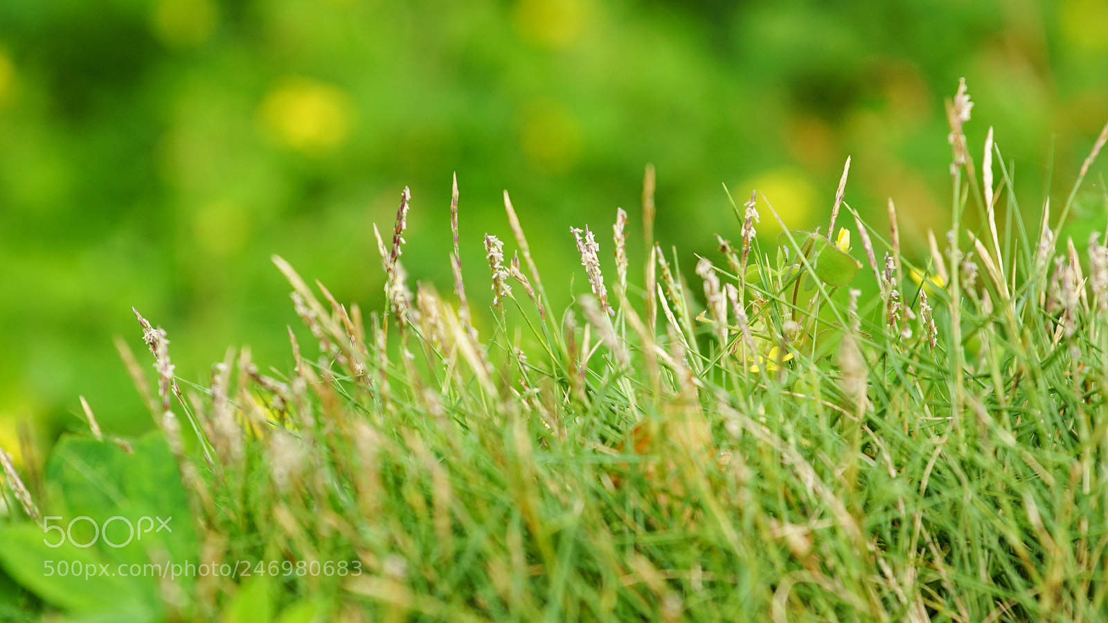 Sony a7 II sample photo. Grass photography