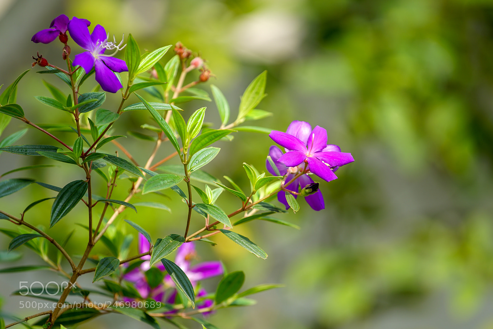 Sony a7 II sample photo. Rhodomyrtus tomentosa photography