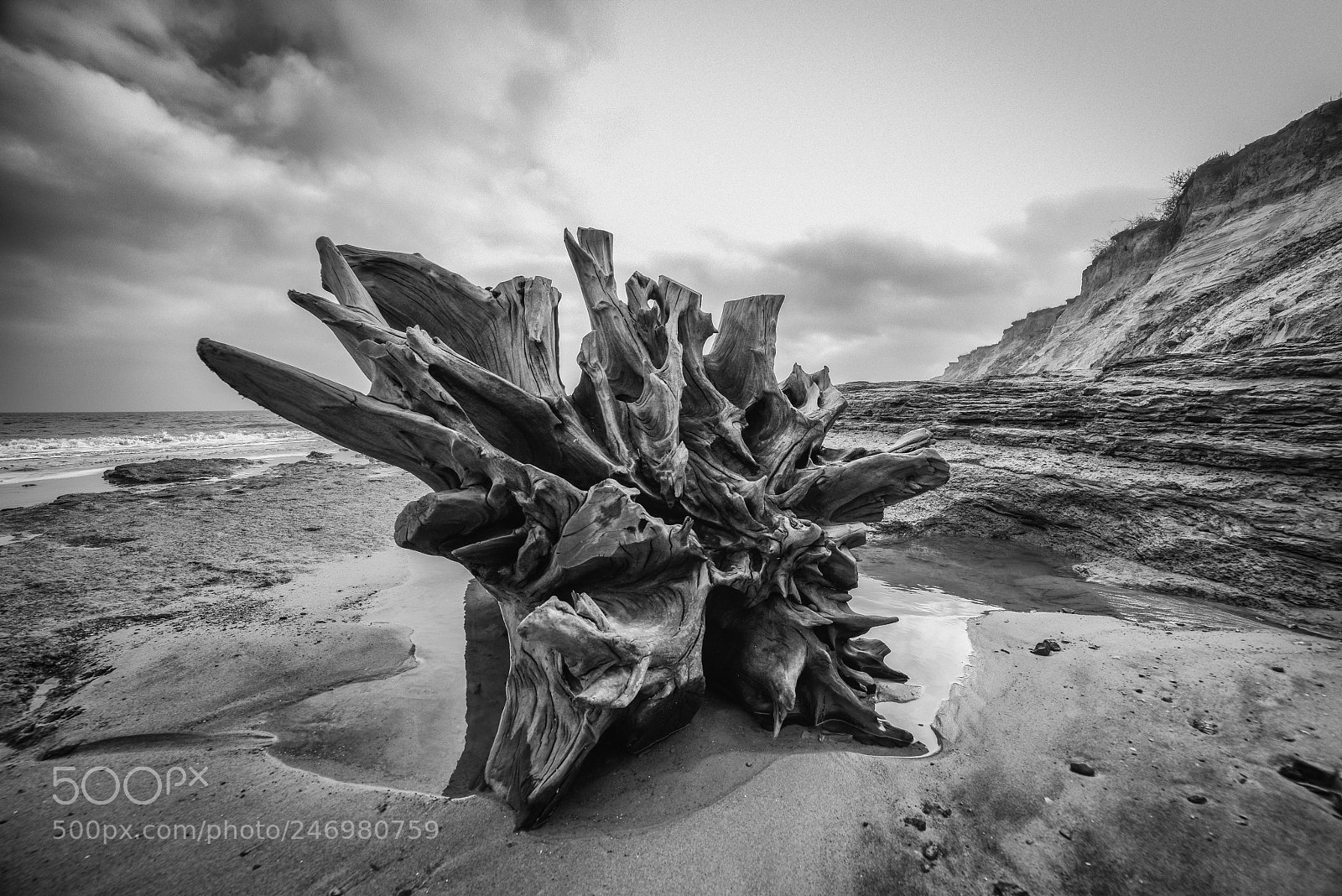 Nikon D810 sample photo. Covehithe stump photography