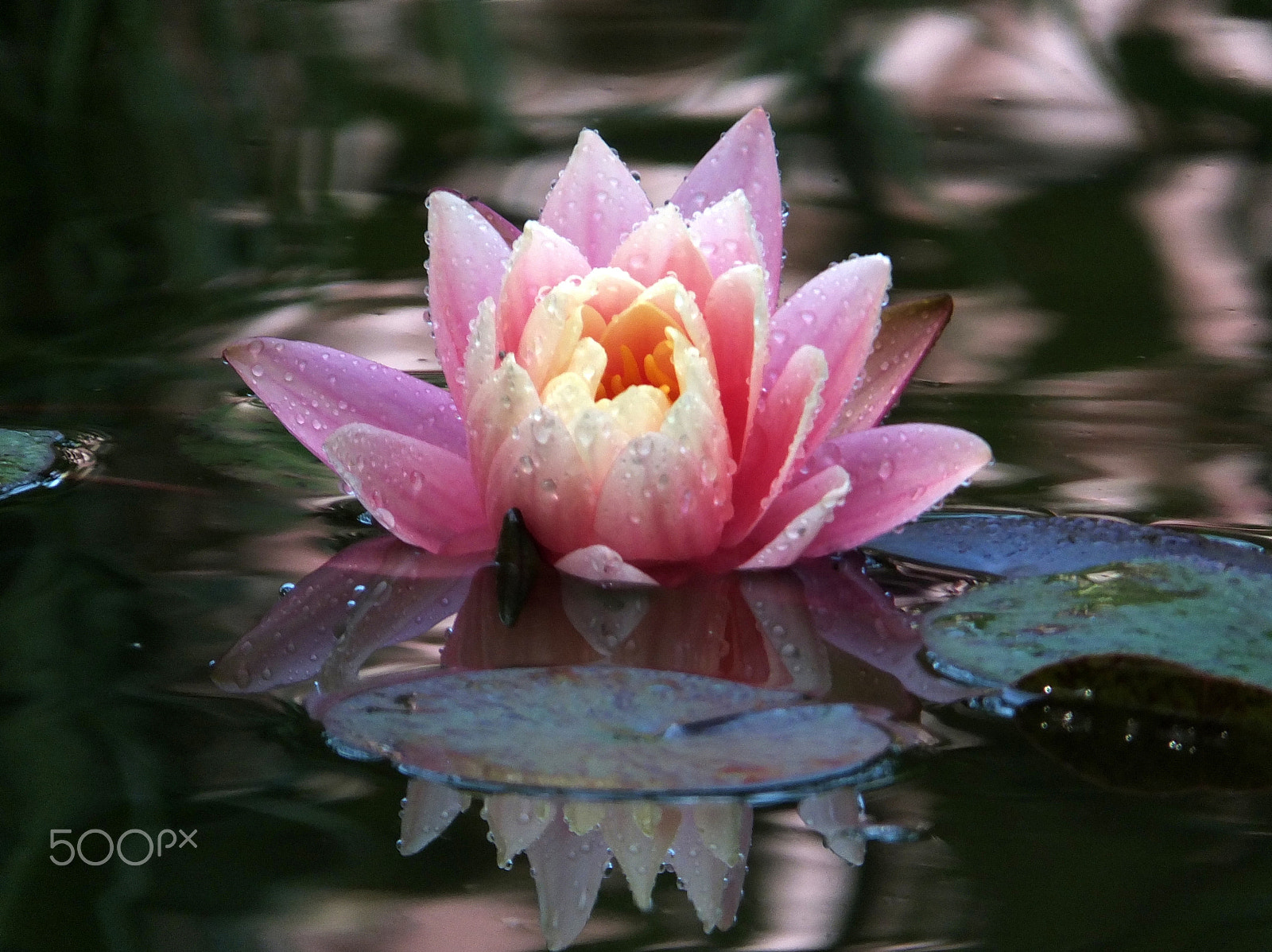 Fujifilm FinePix F750EXR sample photo. Water-lily in our pond photography