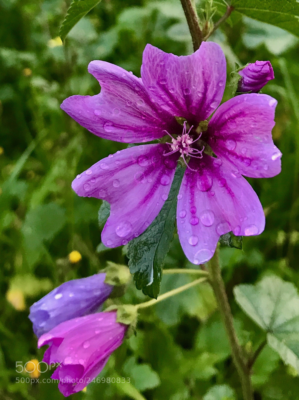 Apple iPhone 7 sample photo. Ya mur sonras photography