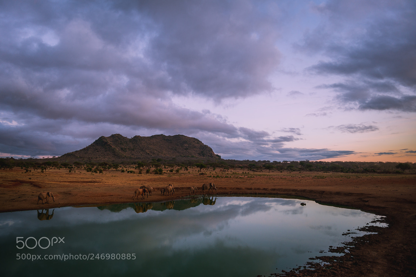 Nikon D610 sample photo. Tsavo elephants at sunrise photography