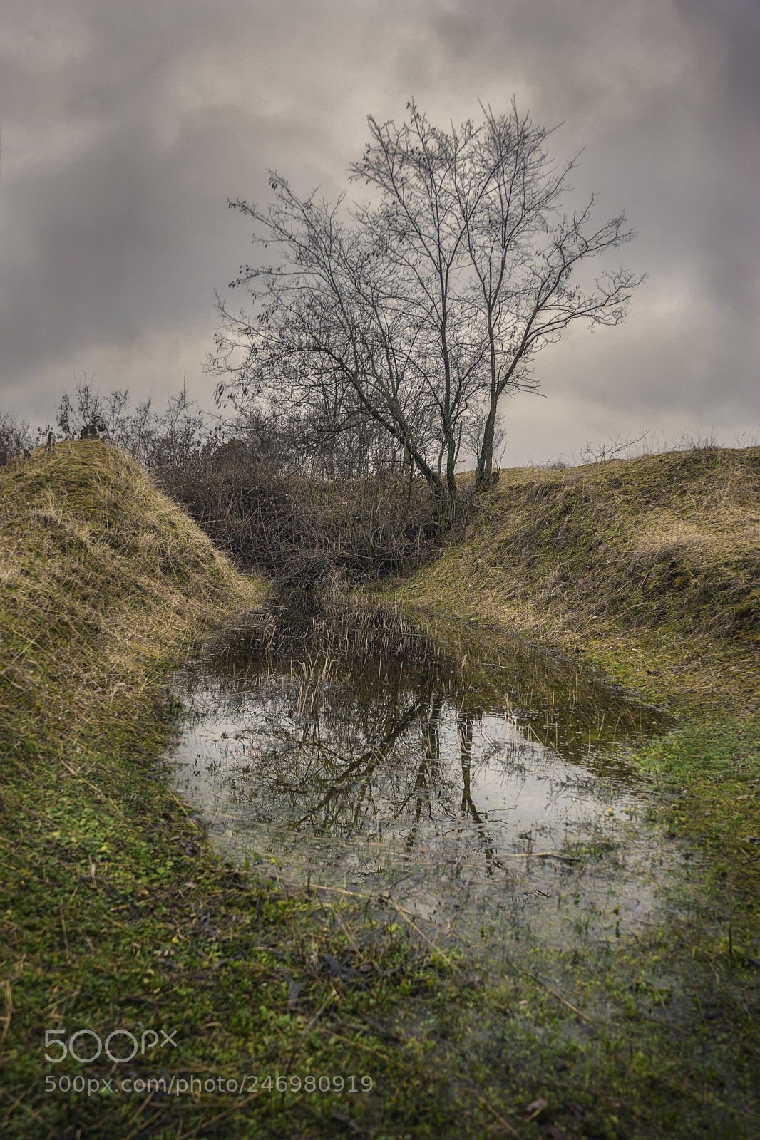 Sony a7 II sample photo. Mirror tree photography