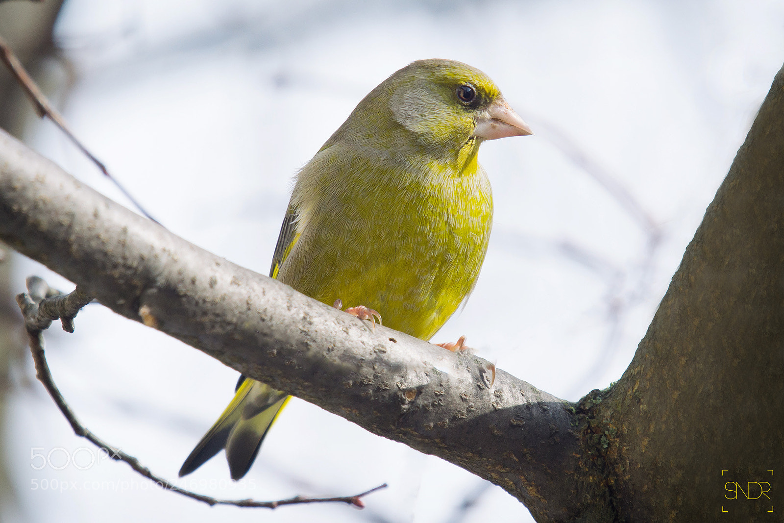 Sony SLT-A77 sample photo. Greenfinch photography