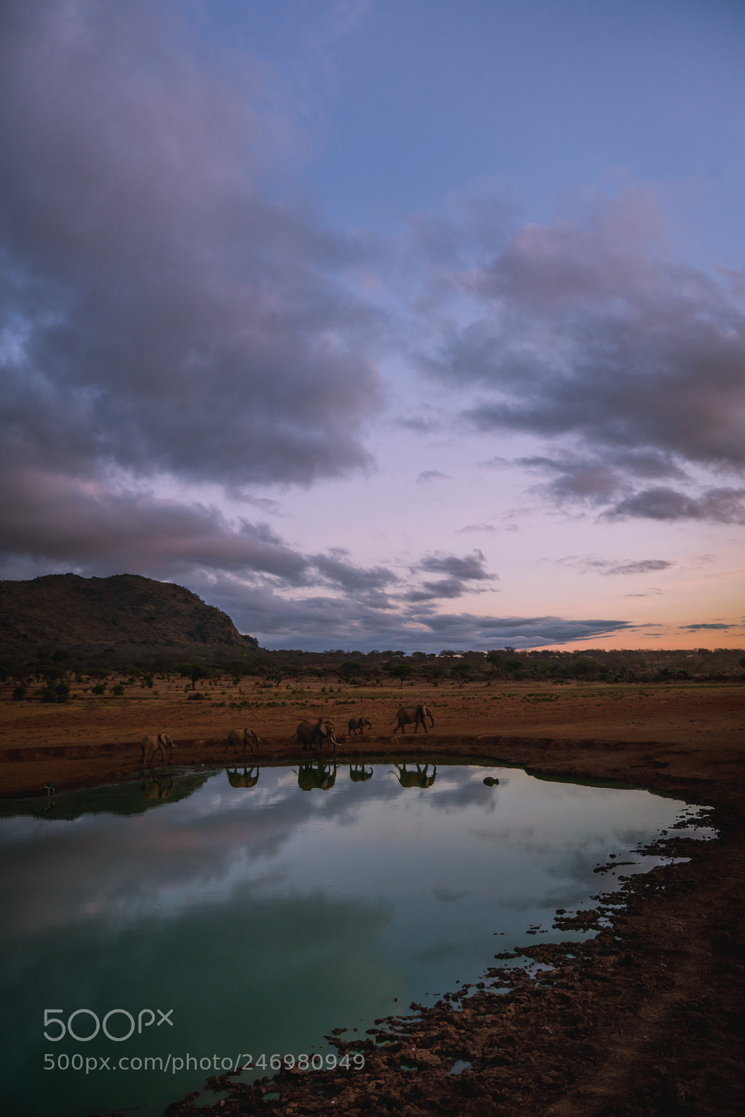 Nikon D610 sample photo. Tsavo elephants at sunrise photography