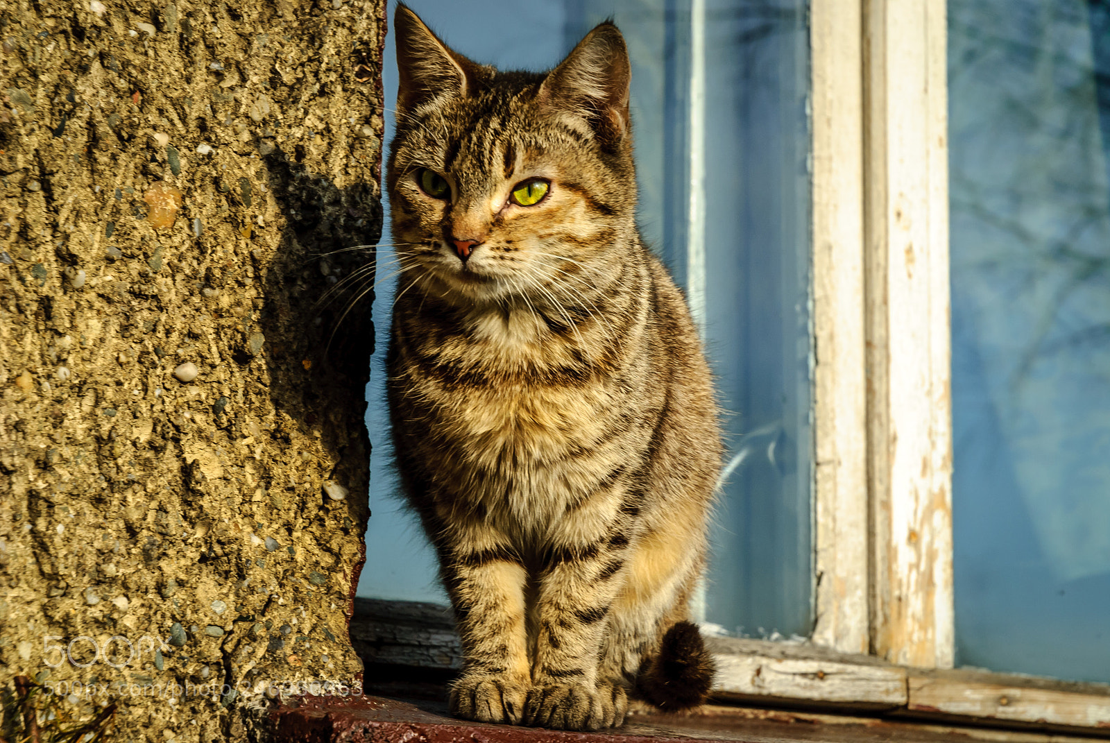 Nikon D40X sample photo. Camo photography
