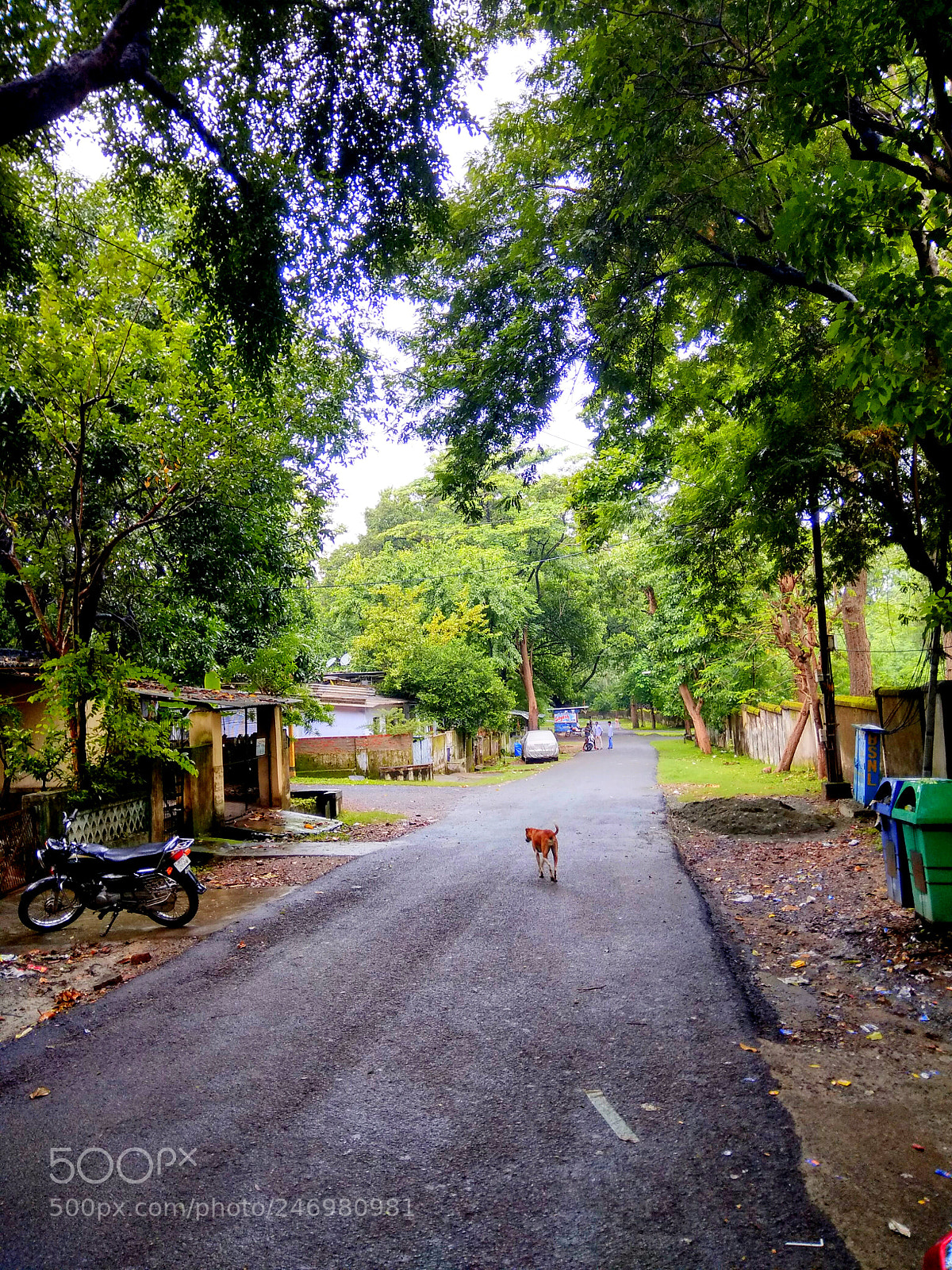 Xiaomi Redmi Note 4 sample photo. Doginroad.jpg photography