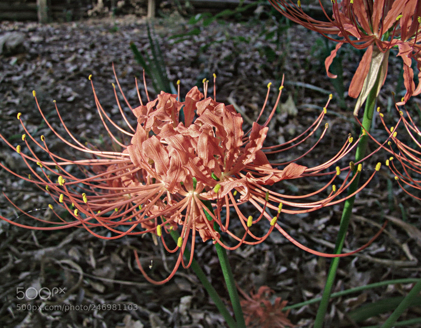 Panasonic DMC-FZ18 sample photo. Fo rmer pr enom photography