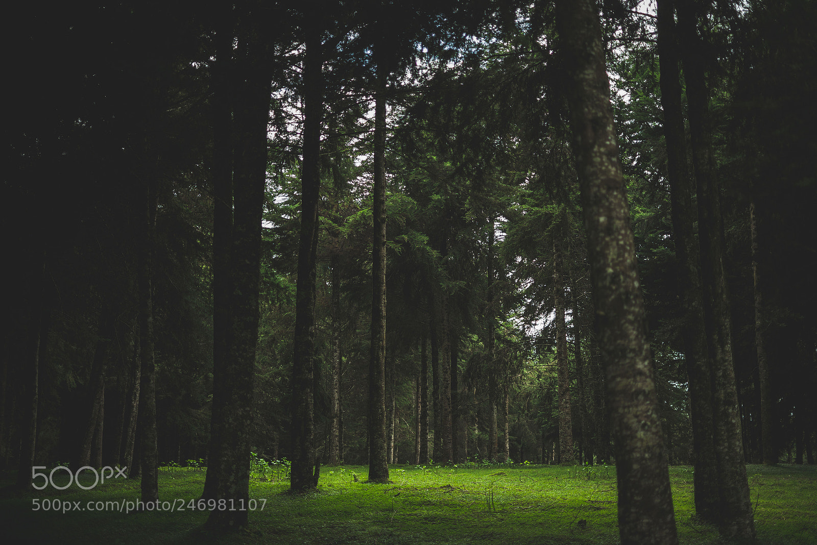 Nikon D610 sample photo. Trees photography