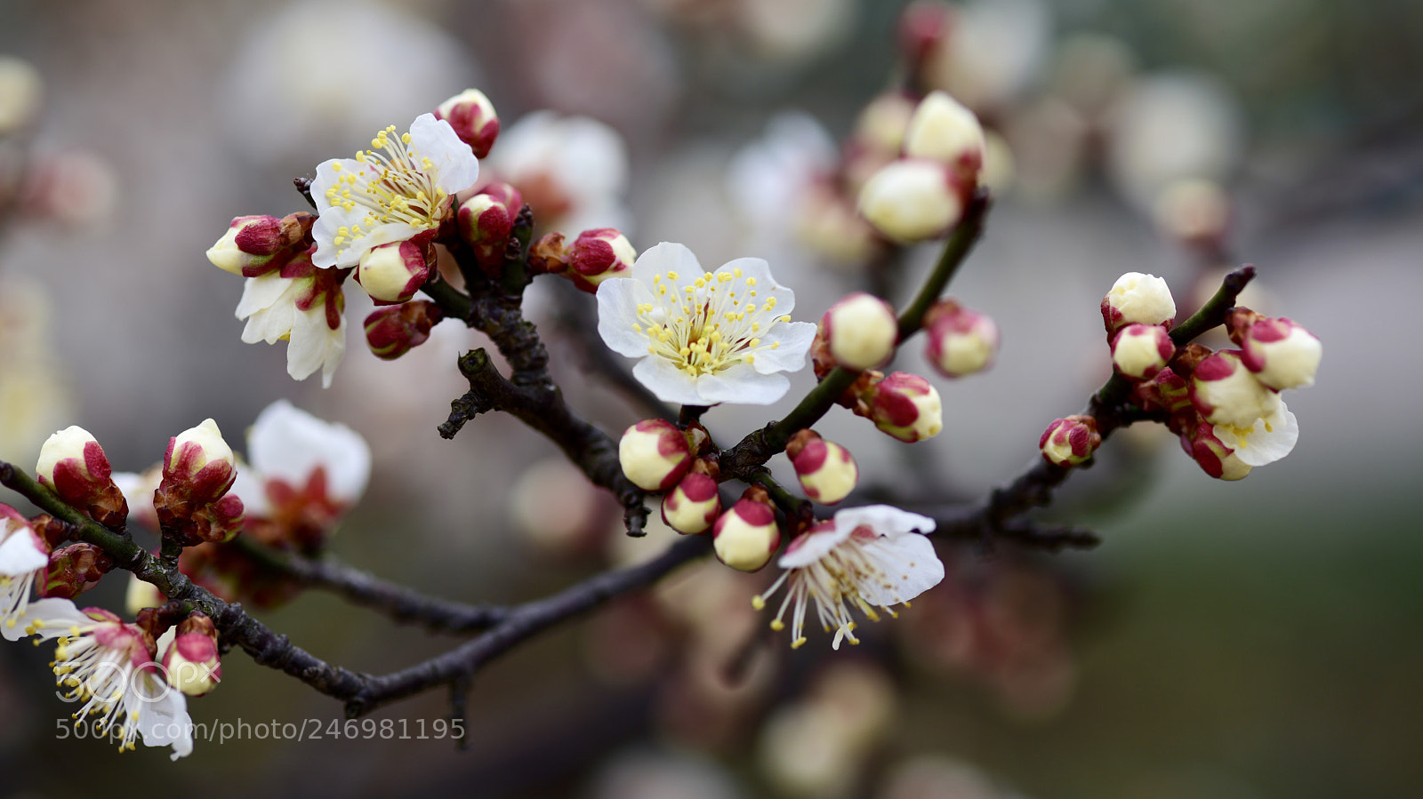 Nikon D810 sample photo. 梅花 photography