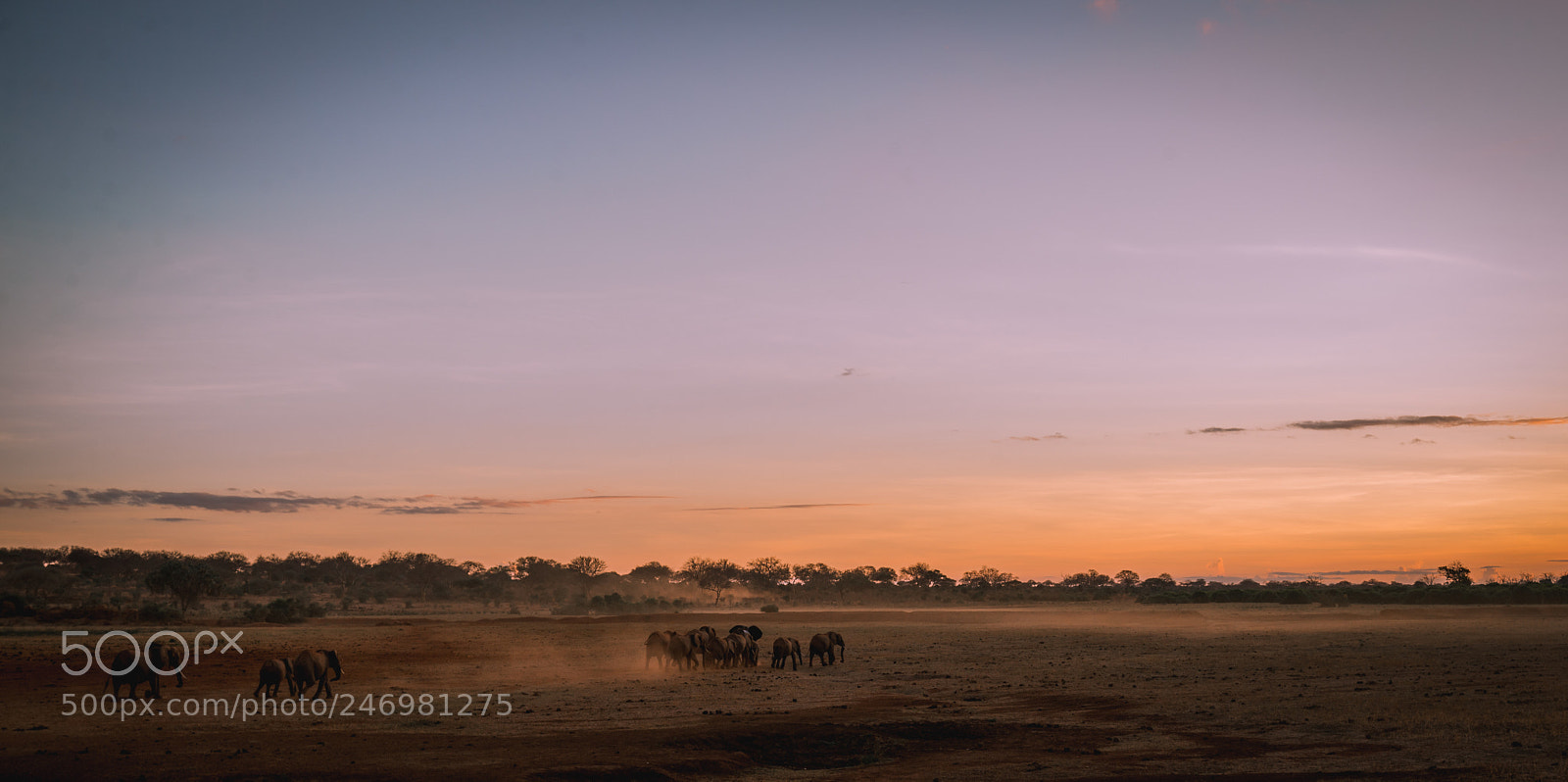 Nikon D610 sample photo. Tsavo elephants at sunrise photography