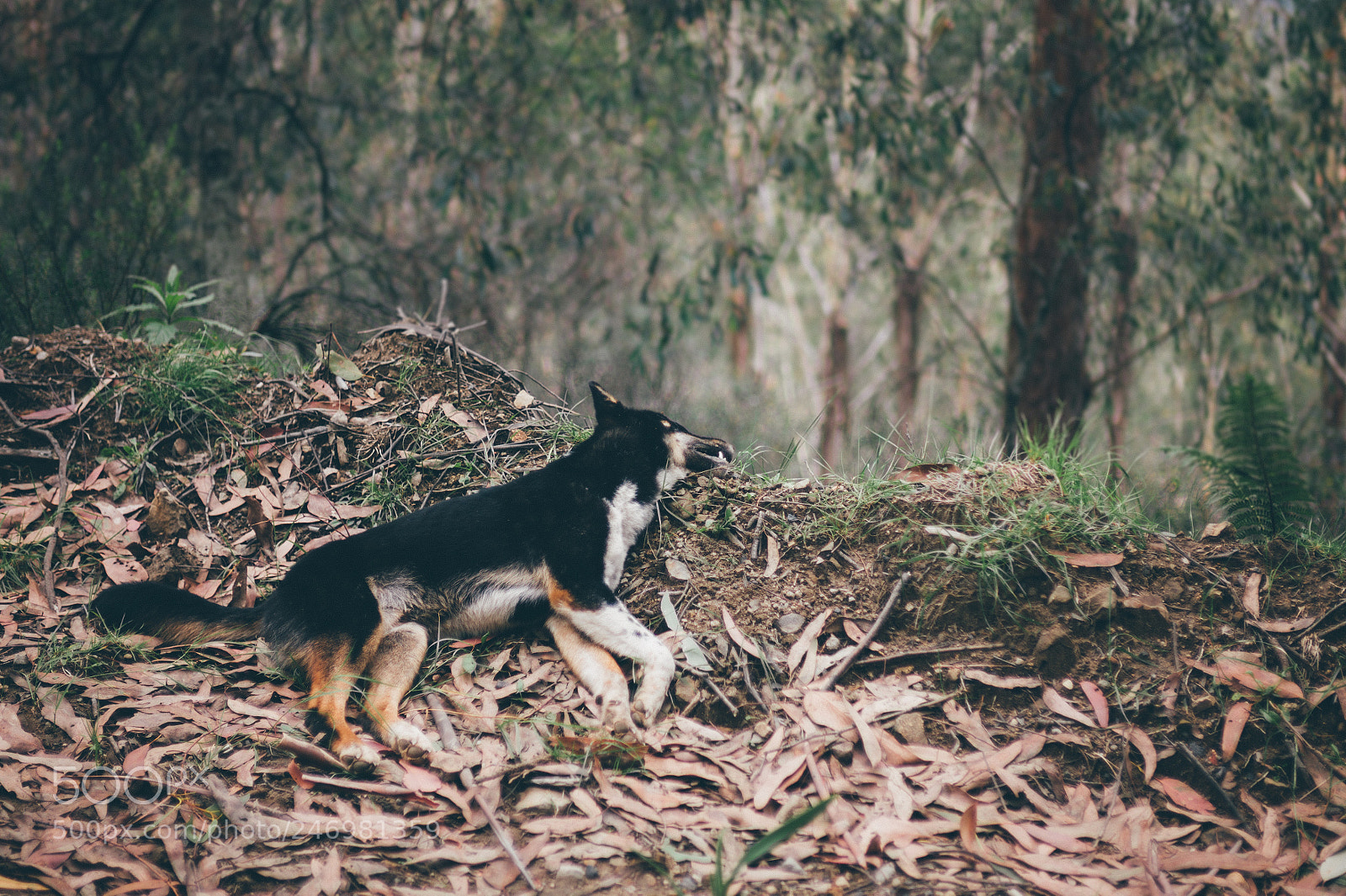 Leica M9 sample photo. Wild dog 1080 photography