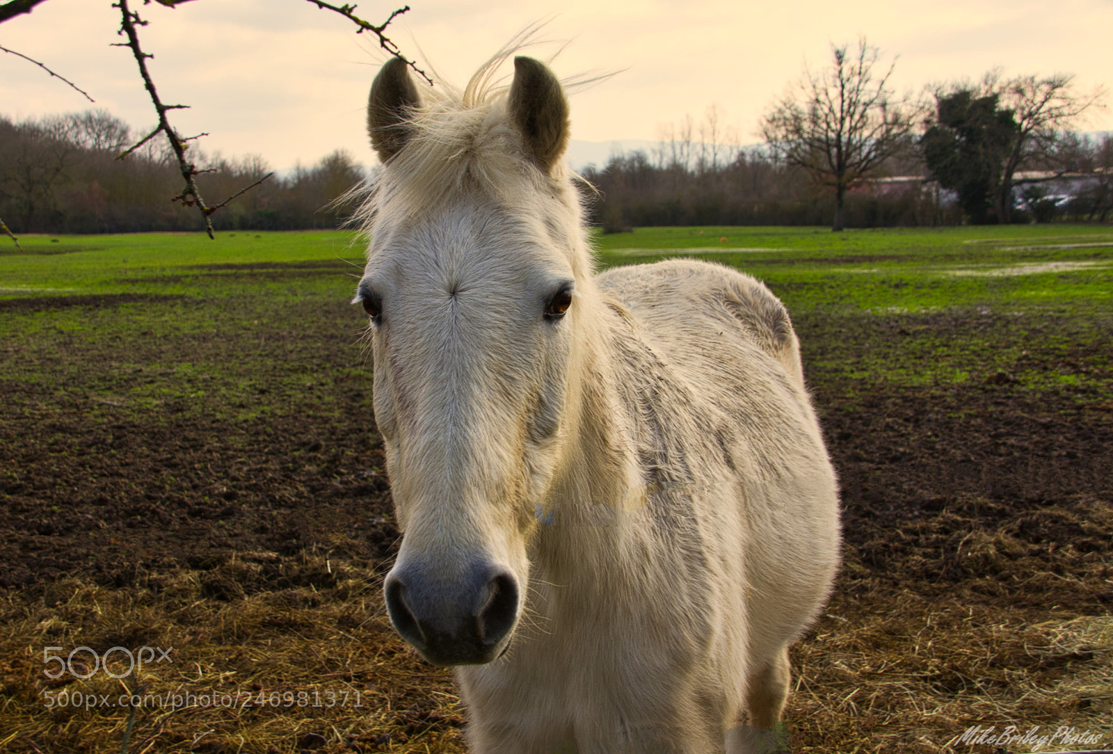 Nikon D3400 sample photo. White horse photography