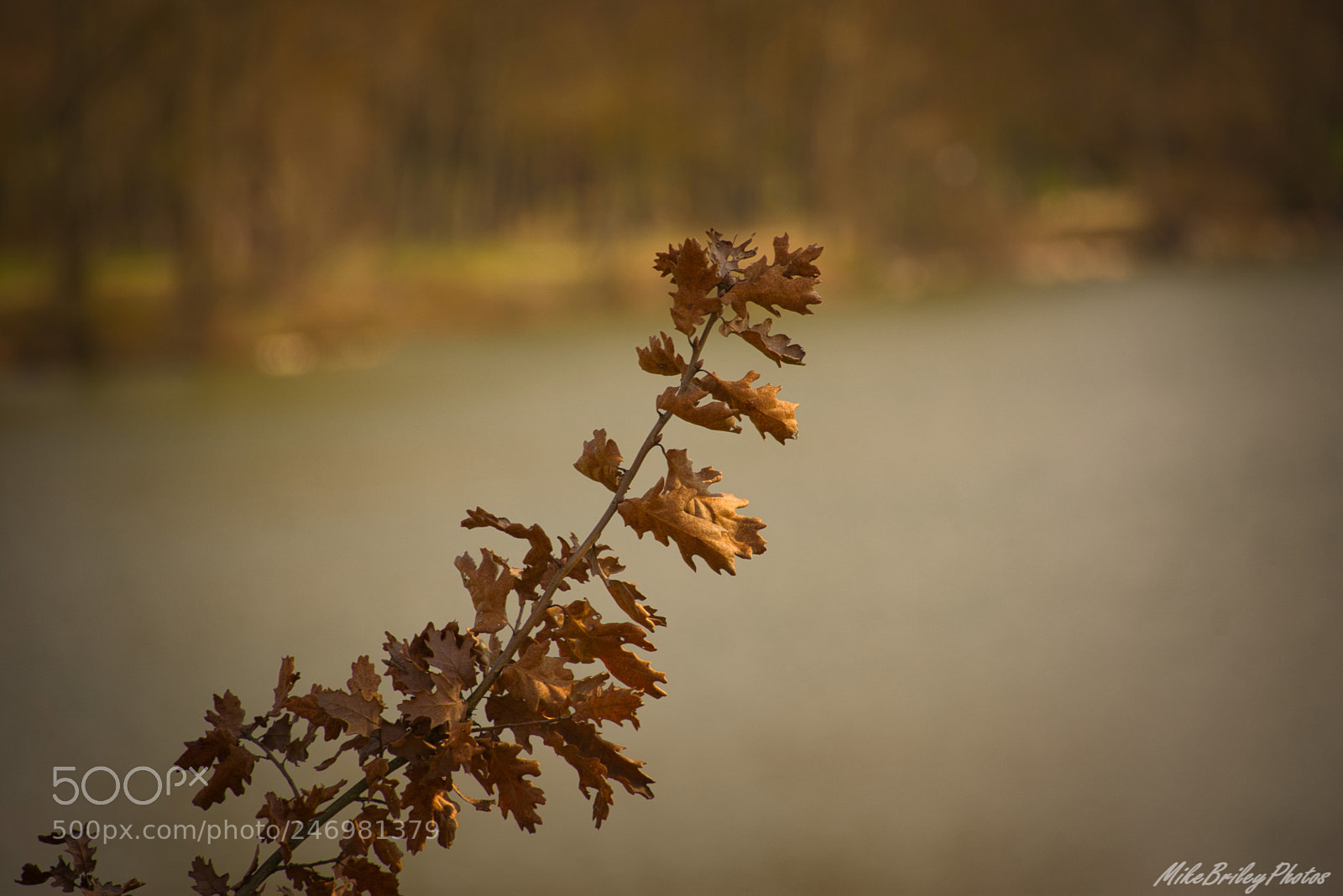Nikon D3400 sample photo. A branch with dried photography