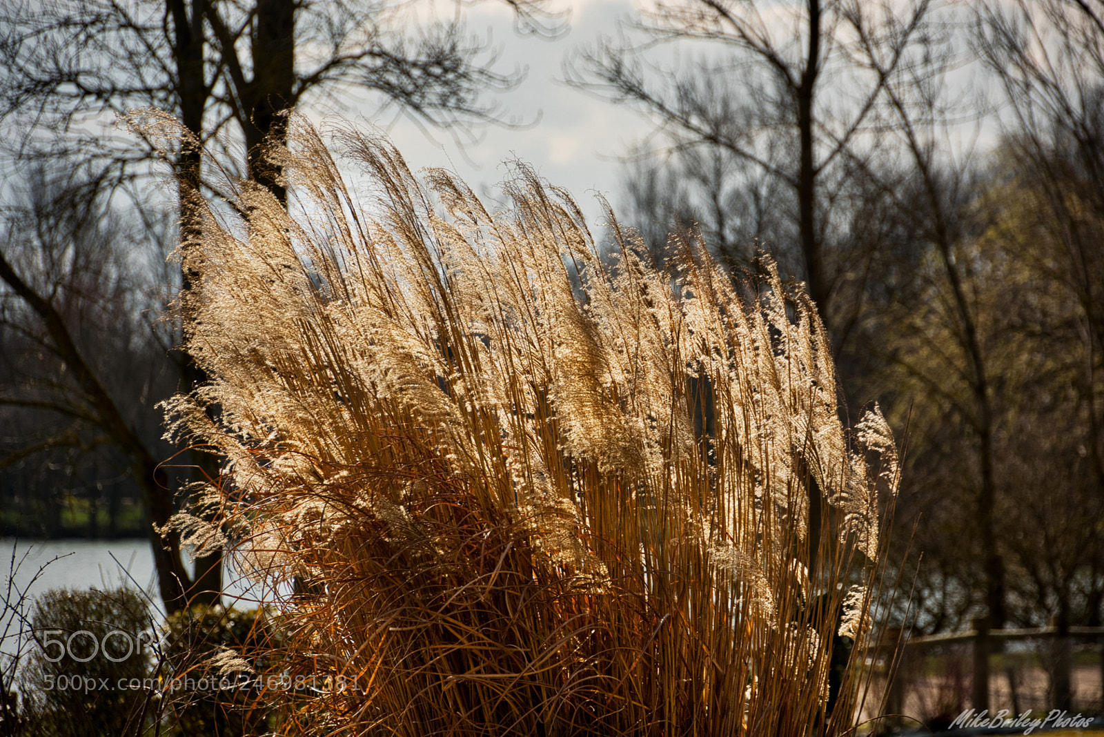 Nikon D3400 sample photo. Reeds blowing in the photography