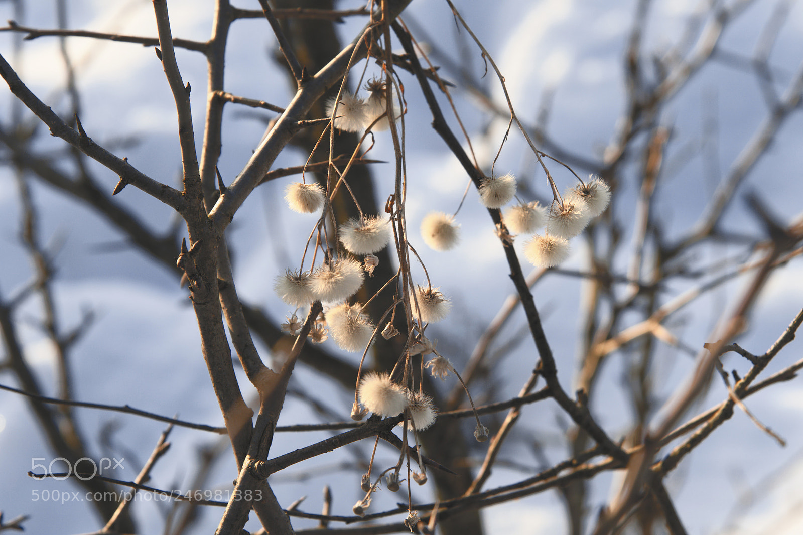Nikon D700 sample photo. ... photography
