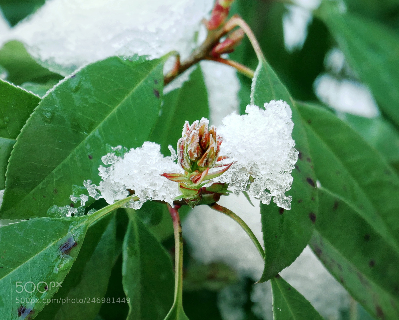 Panasonic Lumix DMC-GX85 (Lumix DMC-GX80 / Lumix DMC-GX7 Mark II) sample photo. Naissance hivernale photography