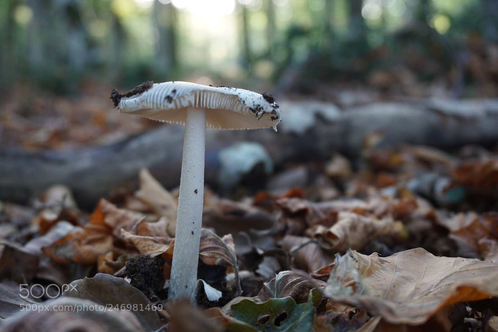 Sony E 16-50mm F3.5-5.6 PZ OSS sample photo. Visuals photography