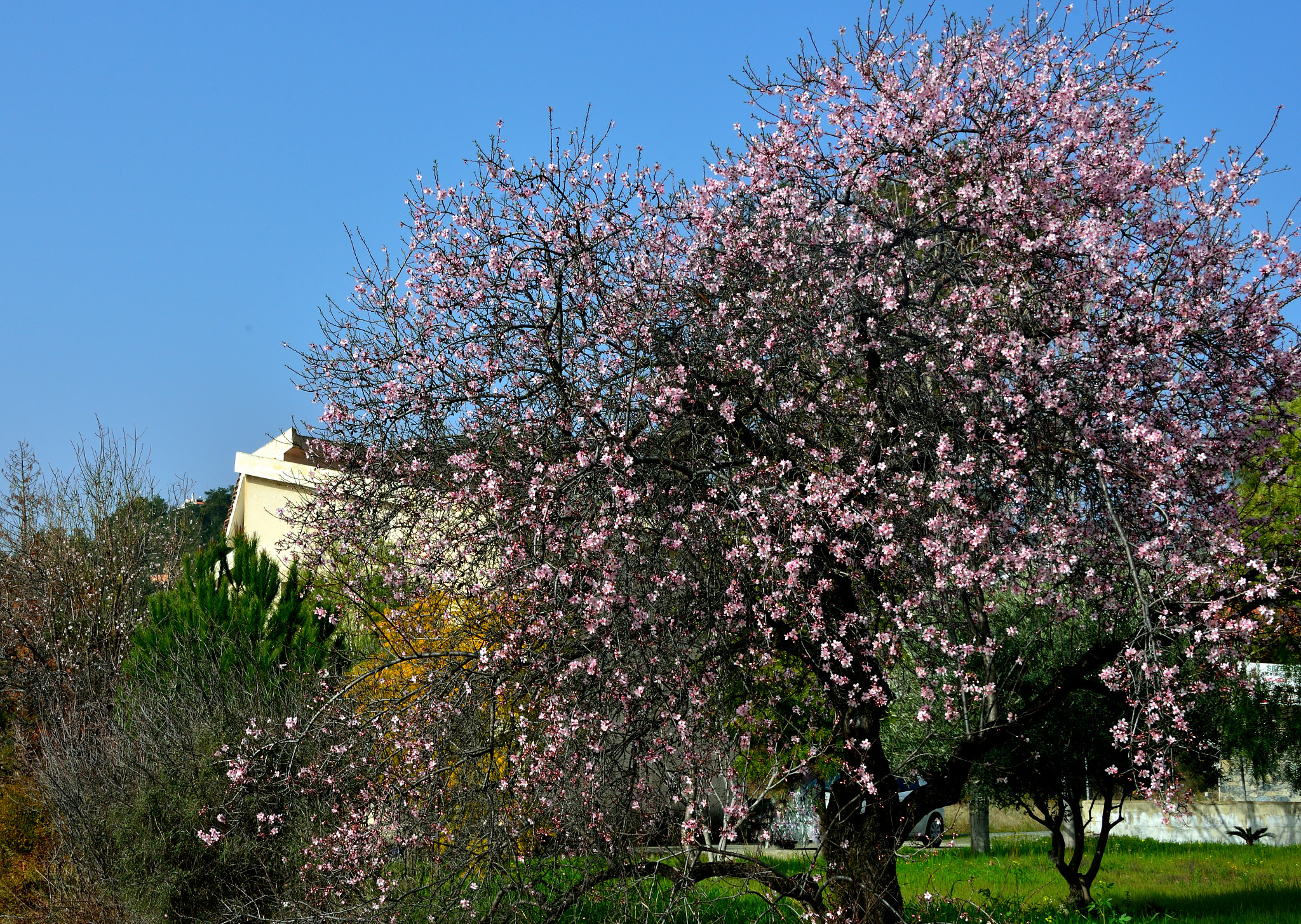 Nikon D800 sample photo. Almonds photography