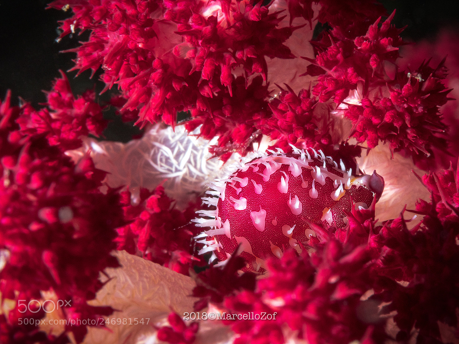 Panasonic Lumix DMC-GX8 sample photo. Primovula roseomaculata photography