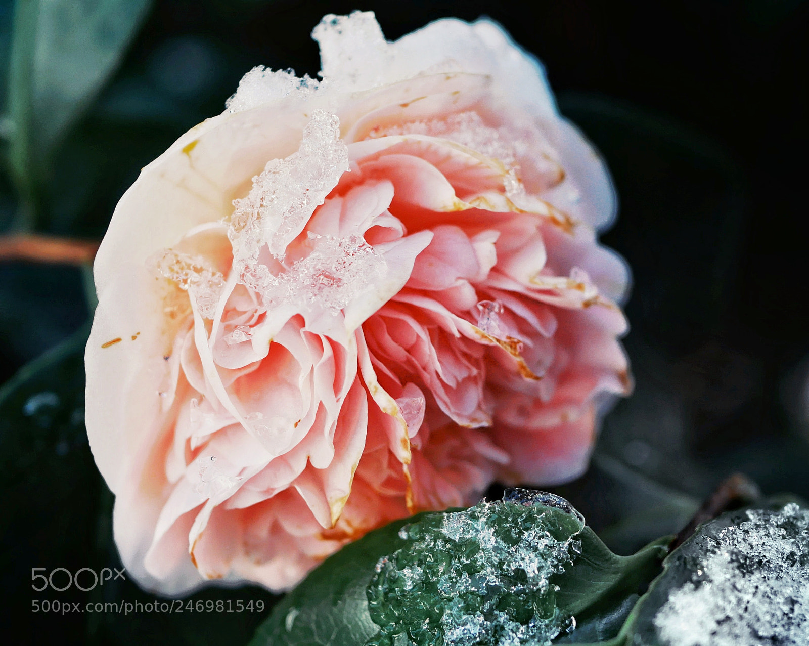 Panasonic Lumix DMC-GX85 (Lumix DMC-GX80 / Lumix DMC-GX7 Mark II) sample photo. Caresse glacée photography
