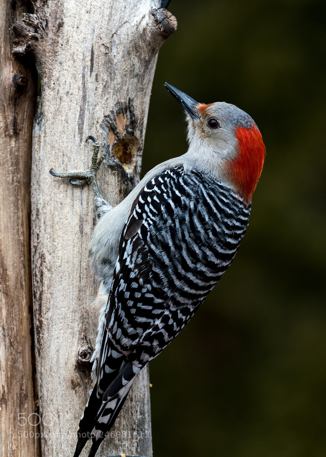 Nikon D850 sample photo. Red-bellied woodpecker photography