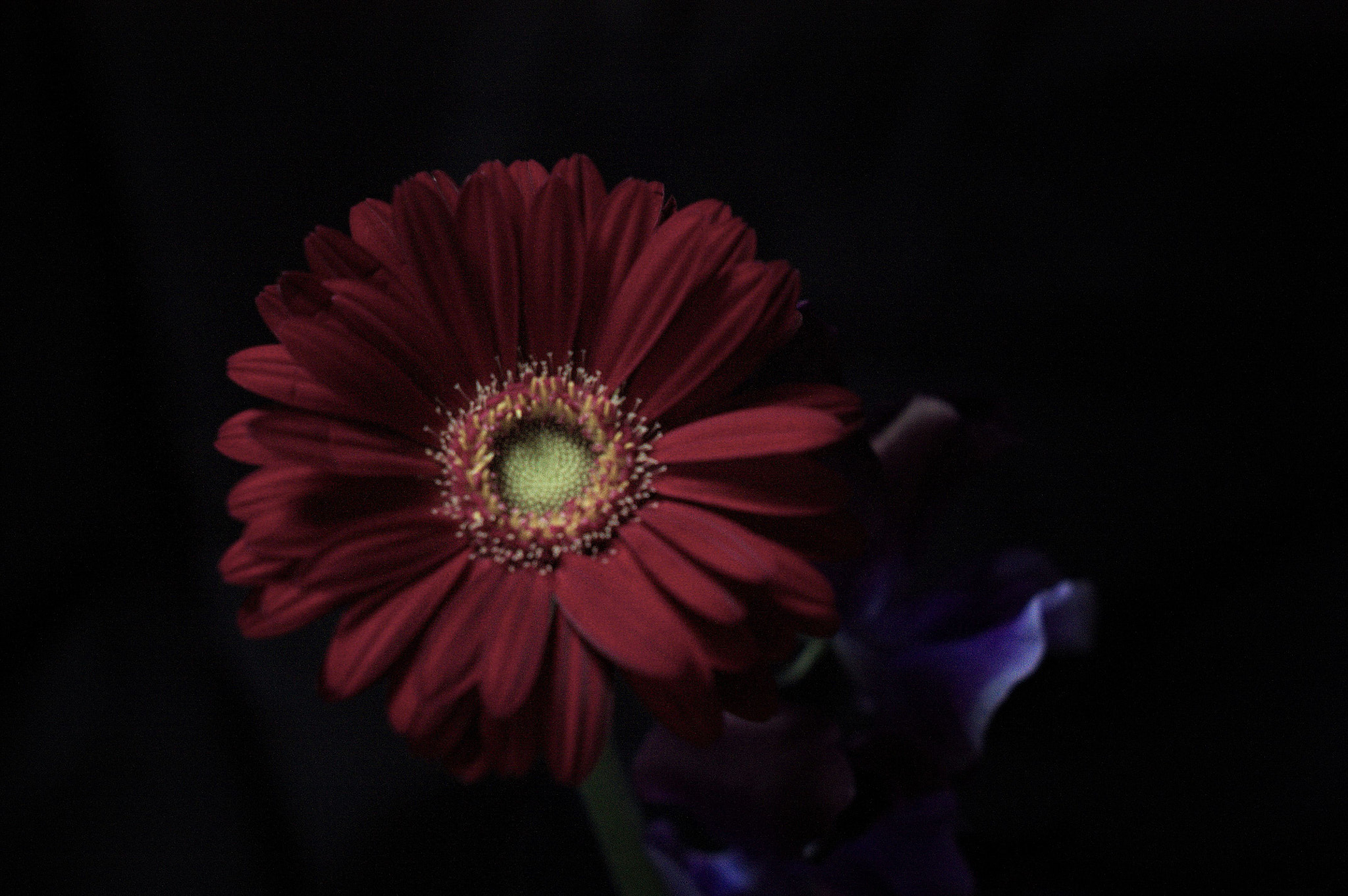 Canon EOS 450D (EOS Rebel XSi / EOS Kiss X2) sample photo. Gerbera in the dark photography