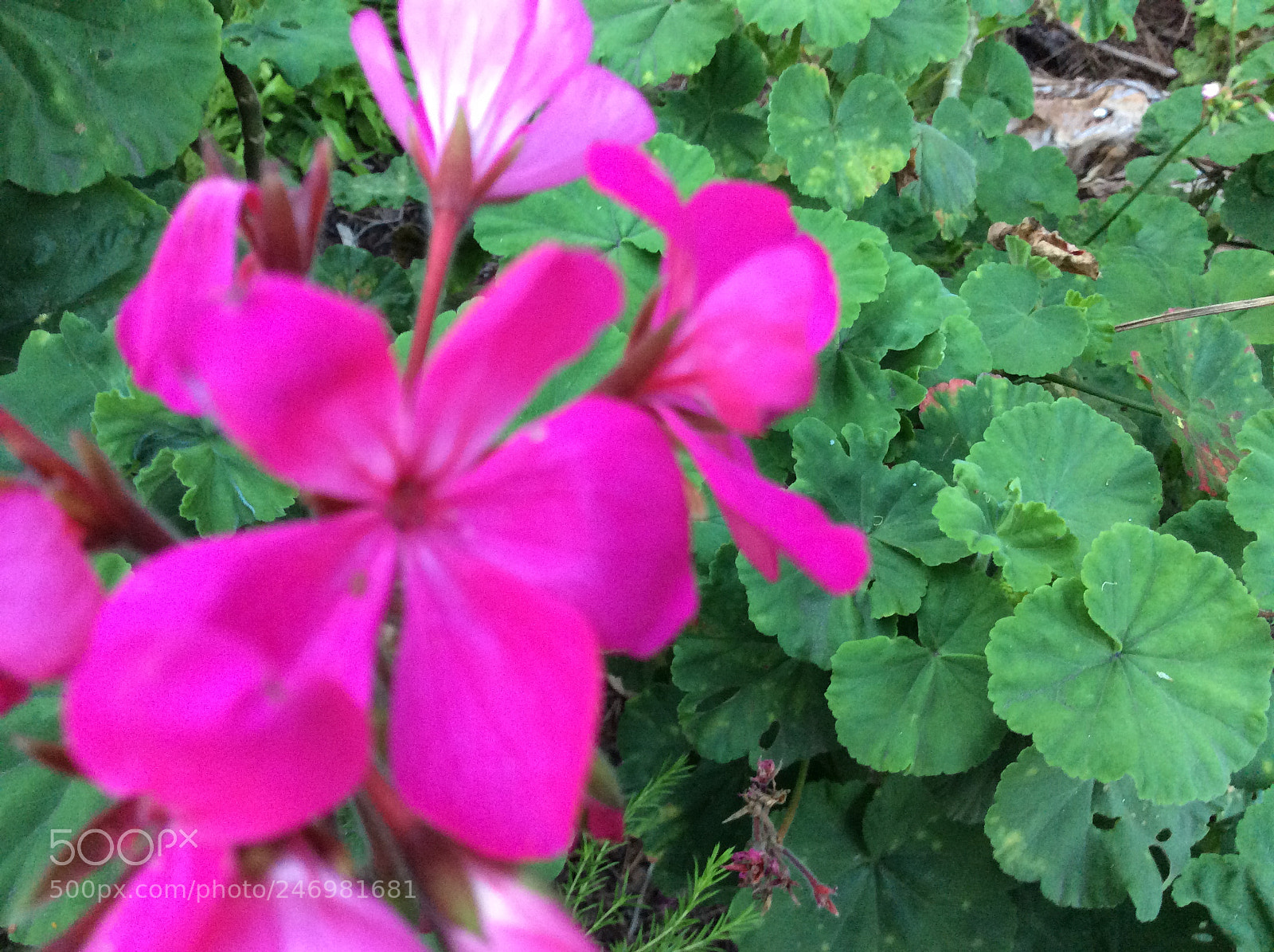 Apple iPad Air sample photo. Flowers close up photography