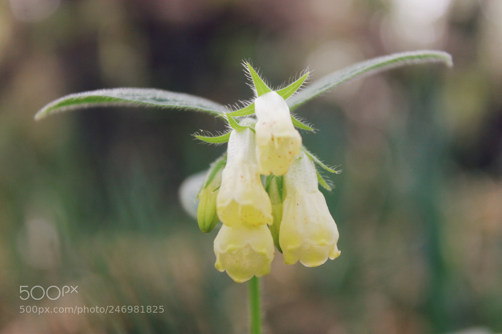 Canon EOS 1100D (EOS Rebel T3 / EOS Kiss X50) sample photo. Magical flowers photography