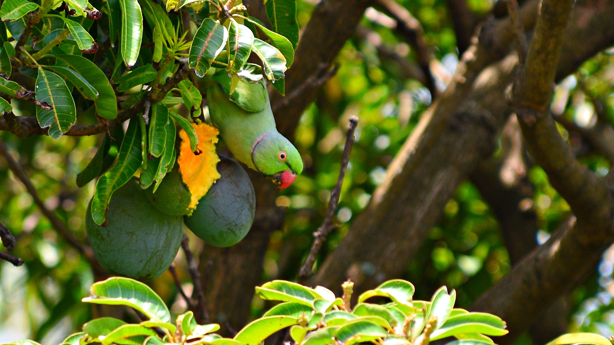 Nikon D3400 sample photo. Hungry parrot photography