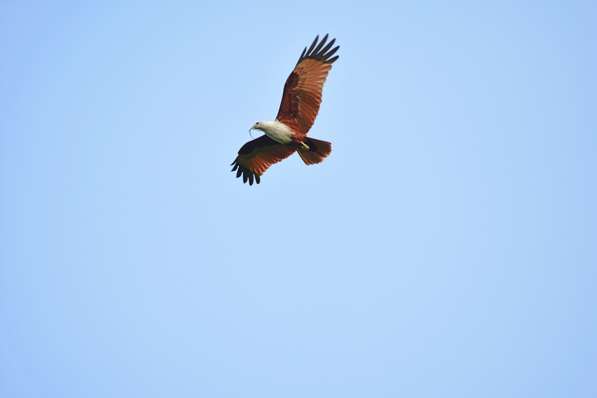 Nikon D3400 sample photo. Building nest photography