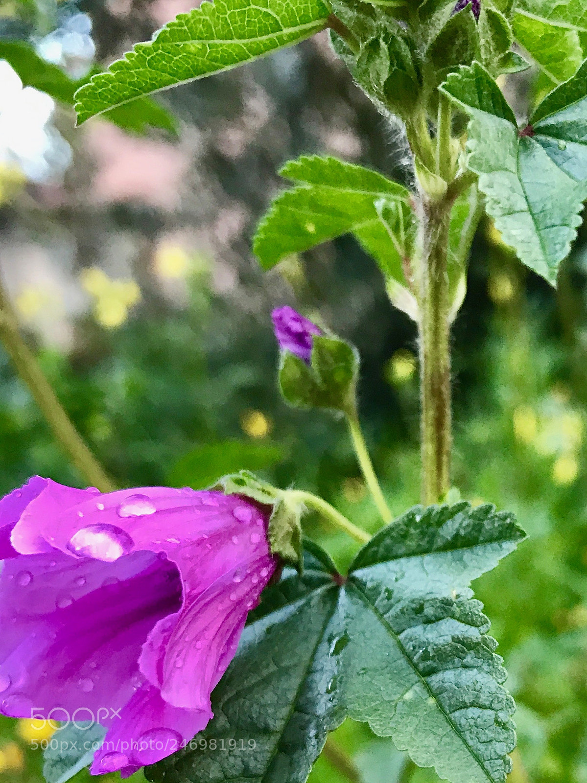 Apple iPhone 7 sample photo. Ya mur sonras photography