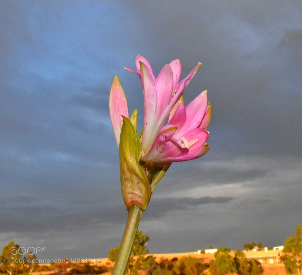 Nikon D5600 sample photo. Pink in the storm photography