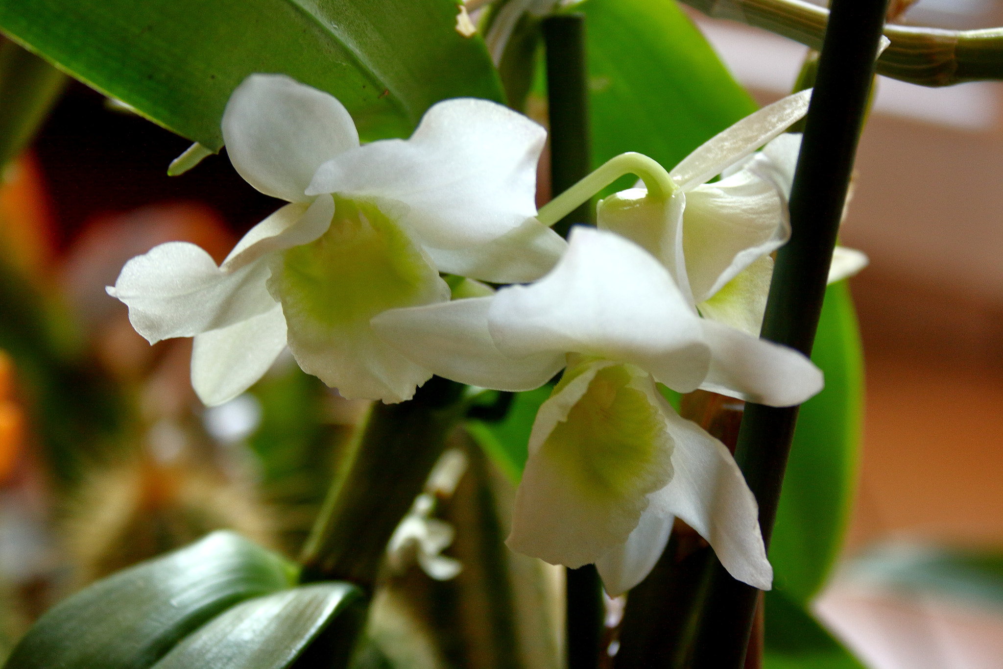 Canon EF-S 18-55mm F3.5-5.6 II sample photo. Dendrobium photography