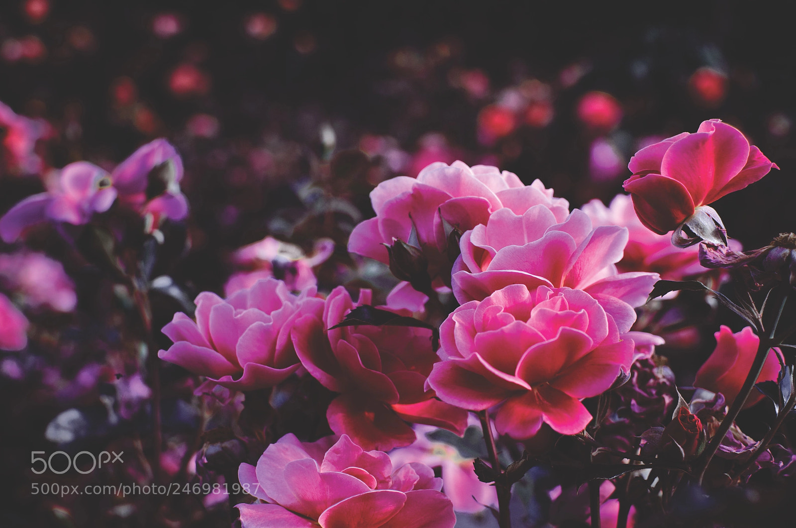 Nikon D5100 sample photo. Pink party photography