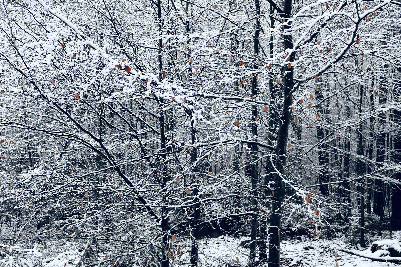 Nikon D7500 sample photo. Wild branches photography