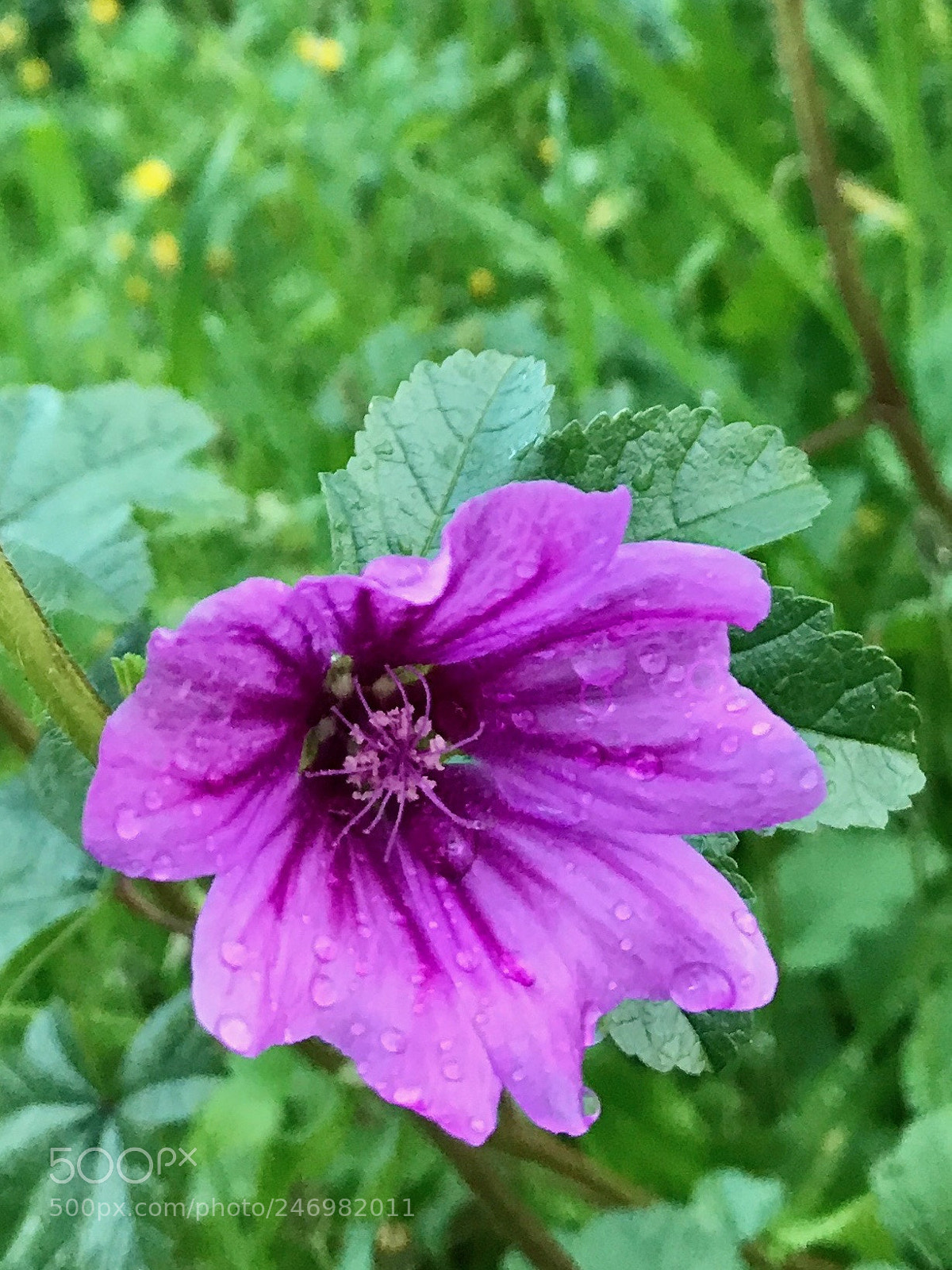 Apple iPhone 7 sample photo. Ya mur sonras photography