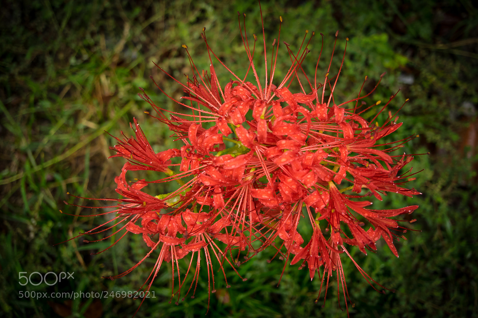 Pentax K-3 sample photo. Lycoris radiata var. radiata photography