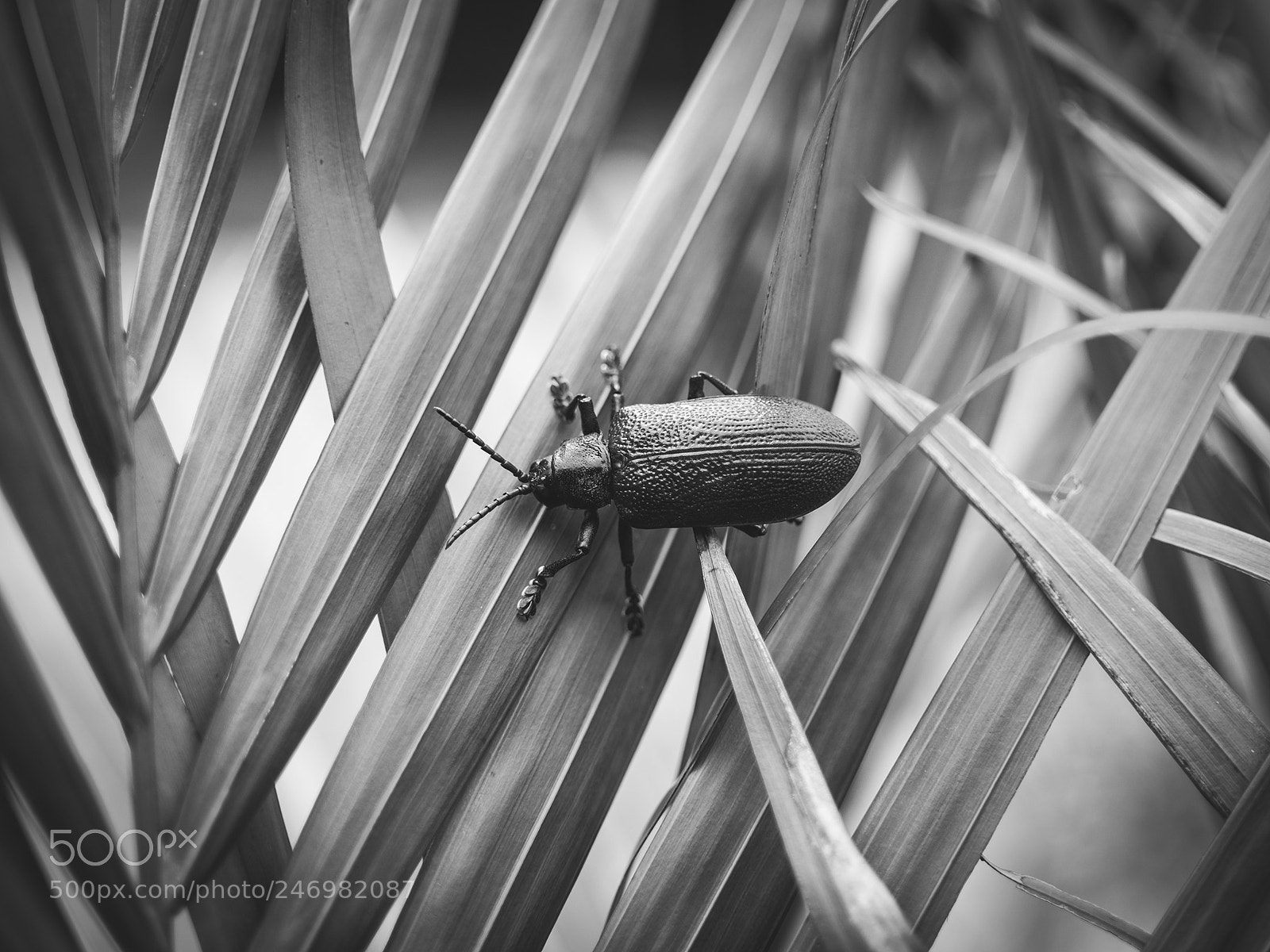 Olympus OM-D E-M10 II sample photo. Big beetle. photography