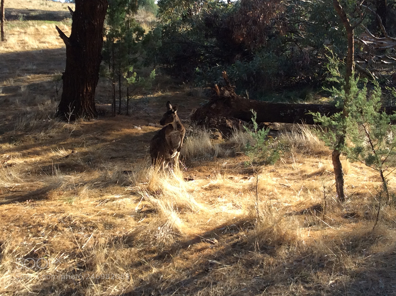 Apple iPad Air sample photo. We where camping photography