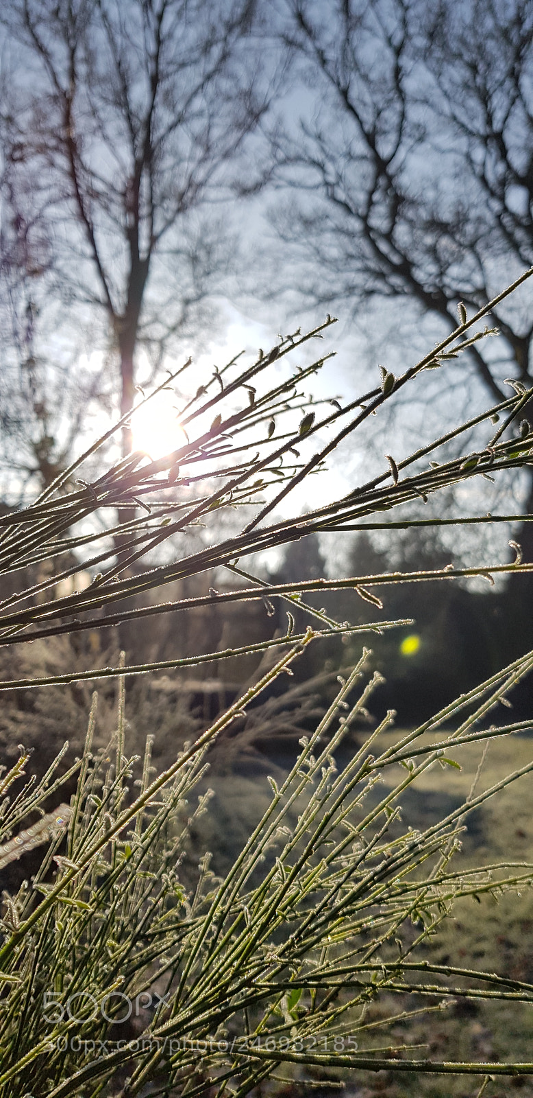 Samsung Galaxy S8 sample photo. Garden photography