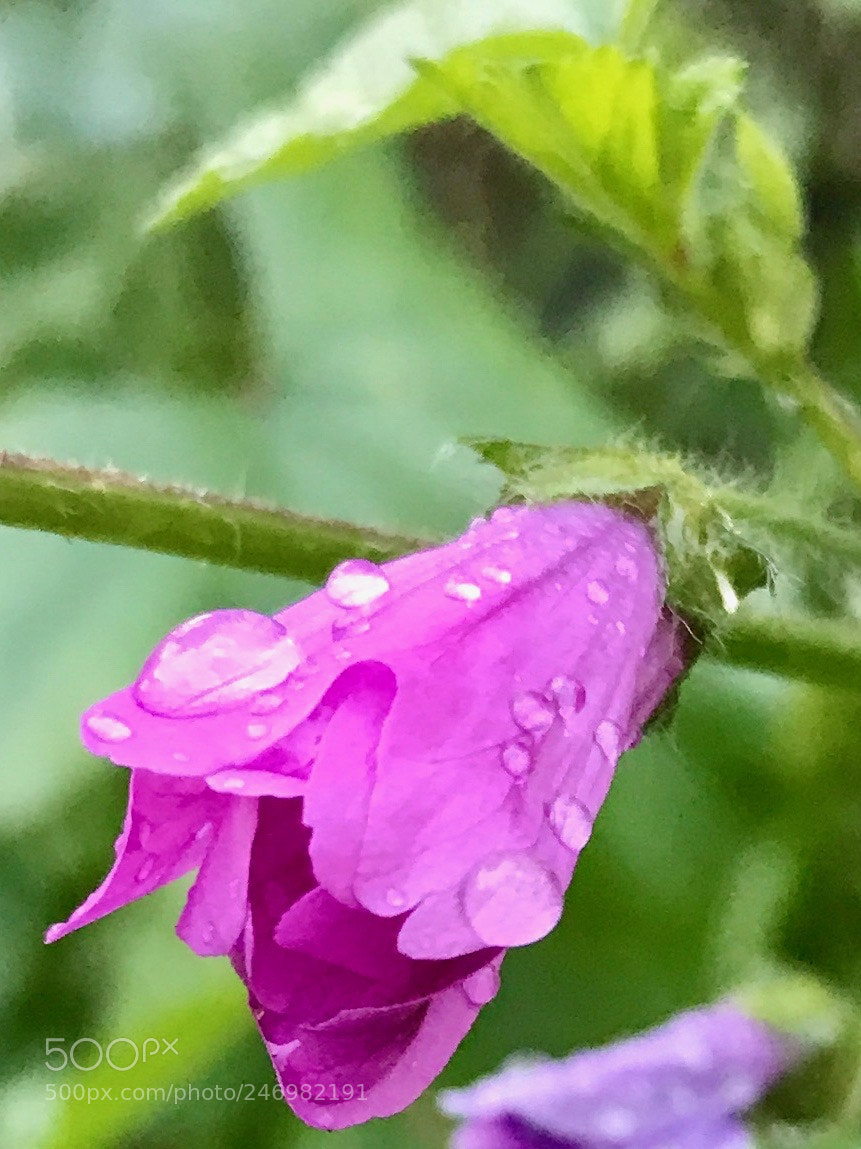 Apple iPhone 7 sample photo. Ya mur sonras photography