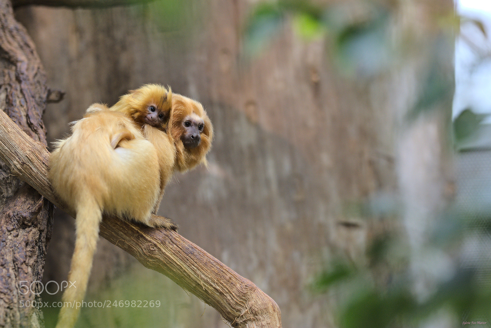 Nikon D7200 sample photo. Piggyback photography