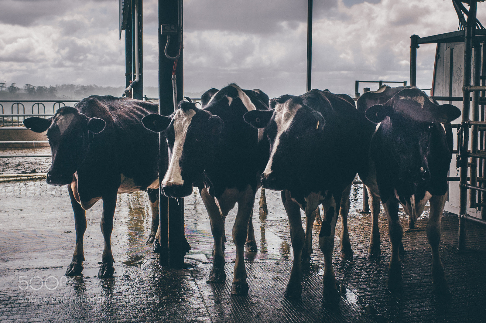 Ricoh GR sample photo. Holy cows! photography