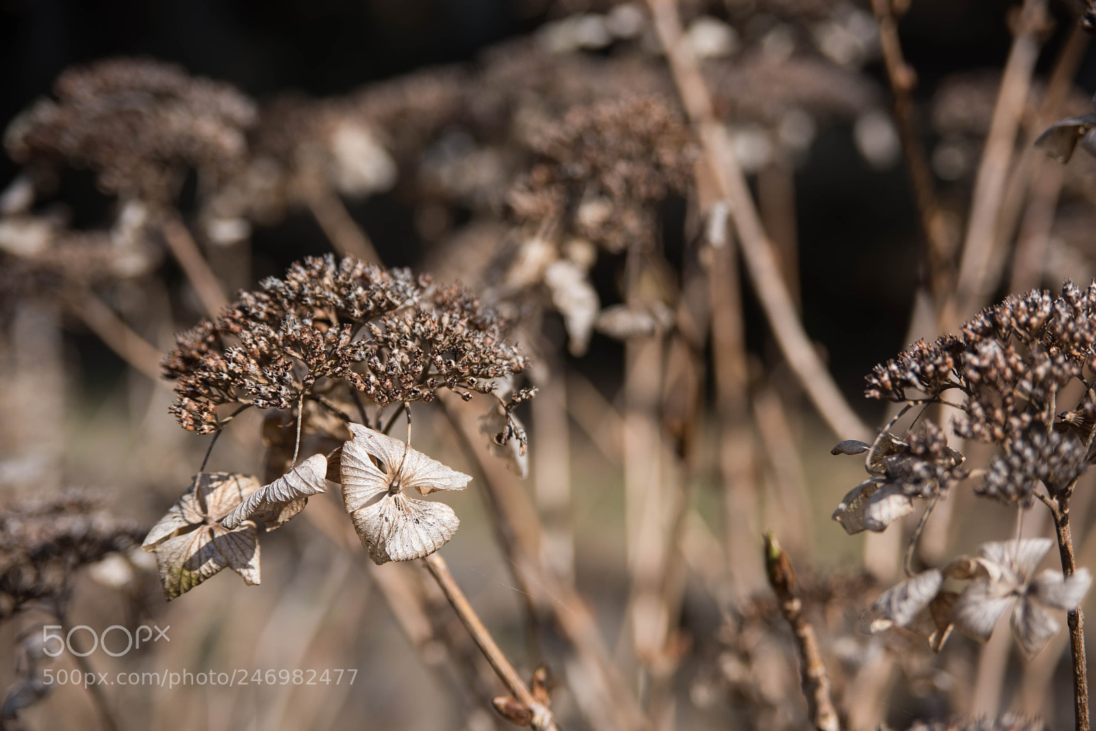 Nikon D810 sample photo. Dry hydrangea photography