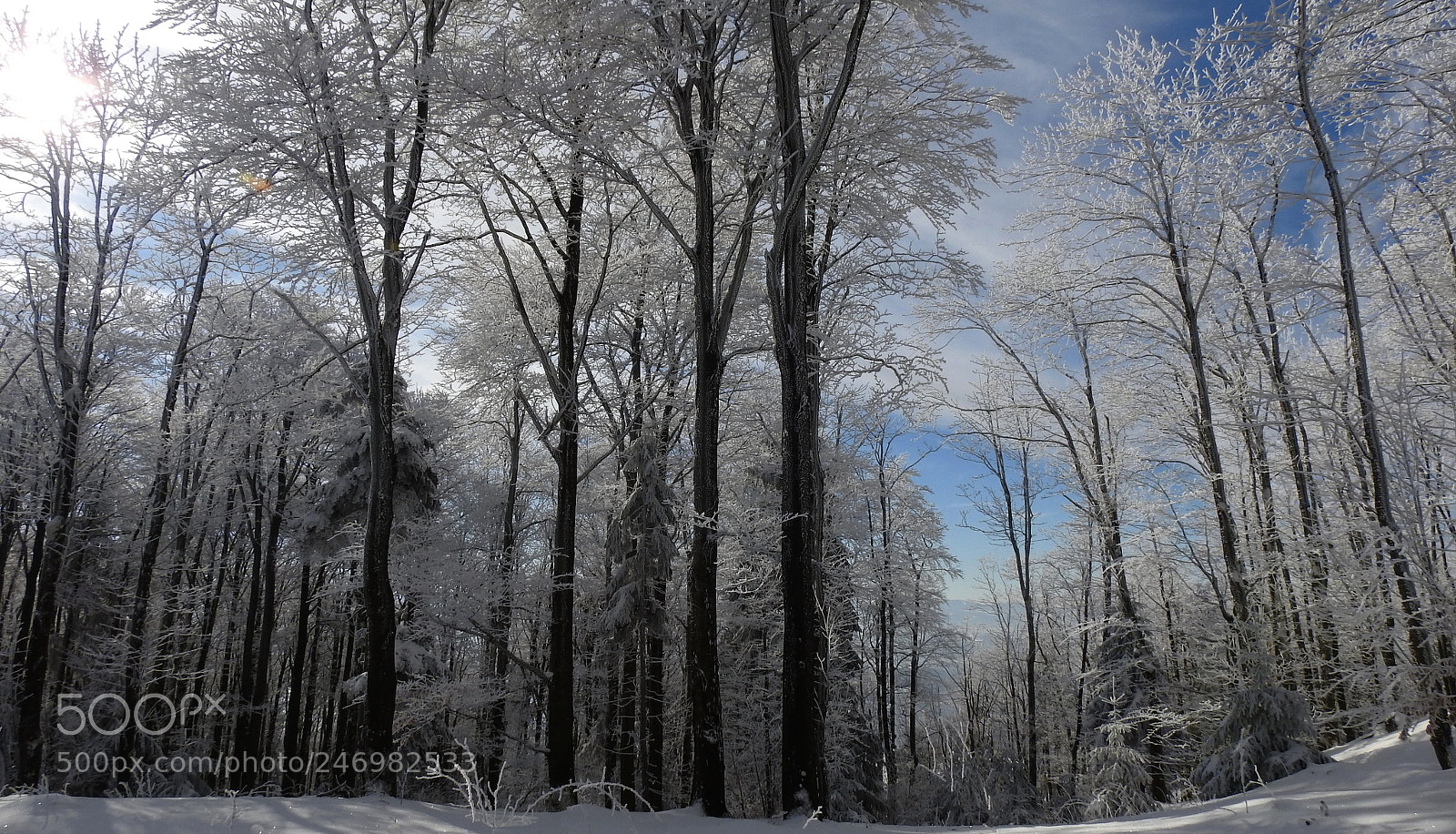 Nikon Coolpix P900 sample photo. Winterimpression photography