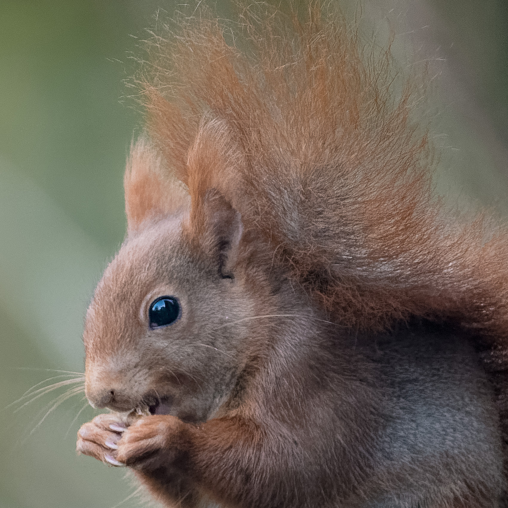 Nikon D800 + Sigma 150-600mm F5-6.3 DG OS HSM | C sample photo. L'écureuil du jardin 2 photography