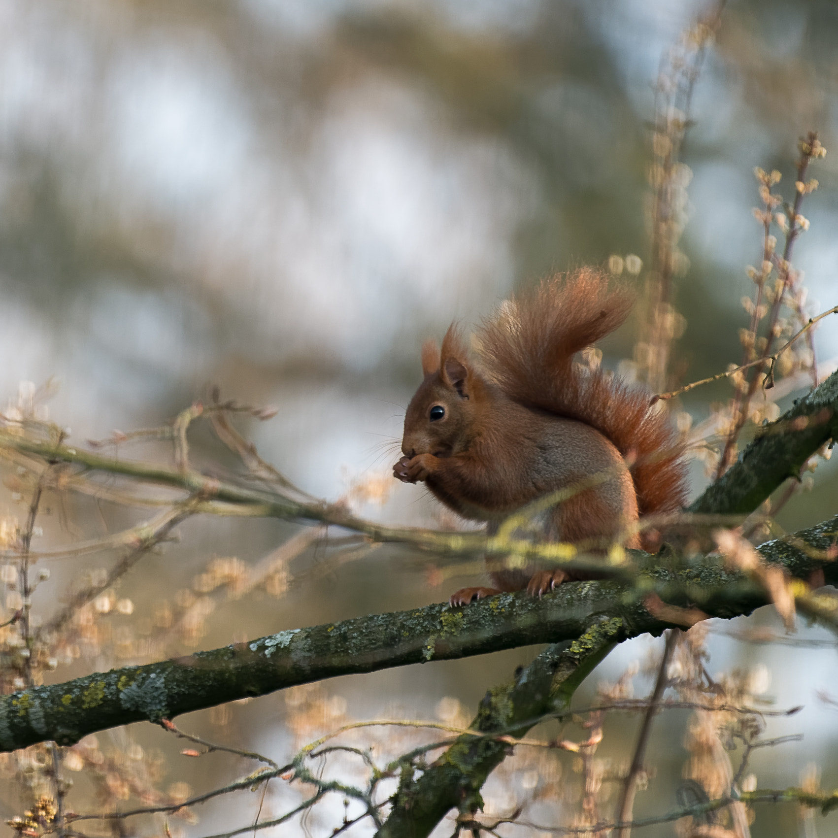 Nikon D800 + Sigma 150-600mm F5-6.3 DG OS HSM | C sample photo. L'écureuil du jardin 1 photography