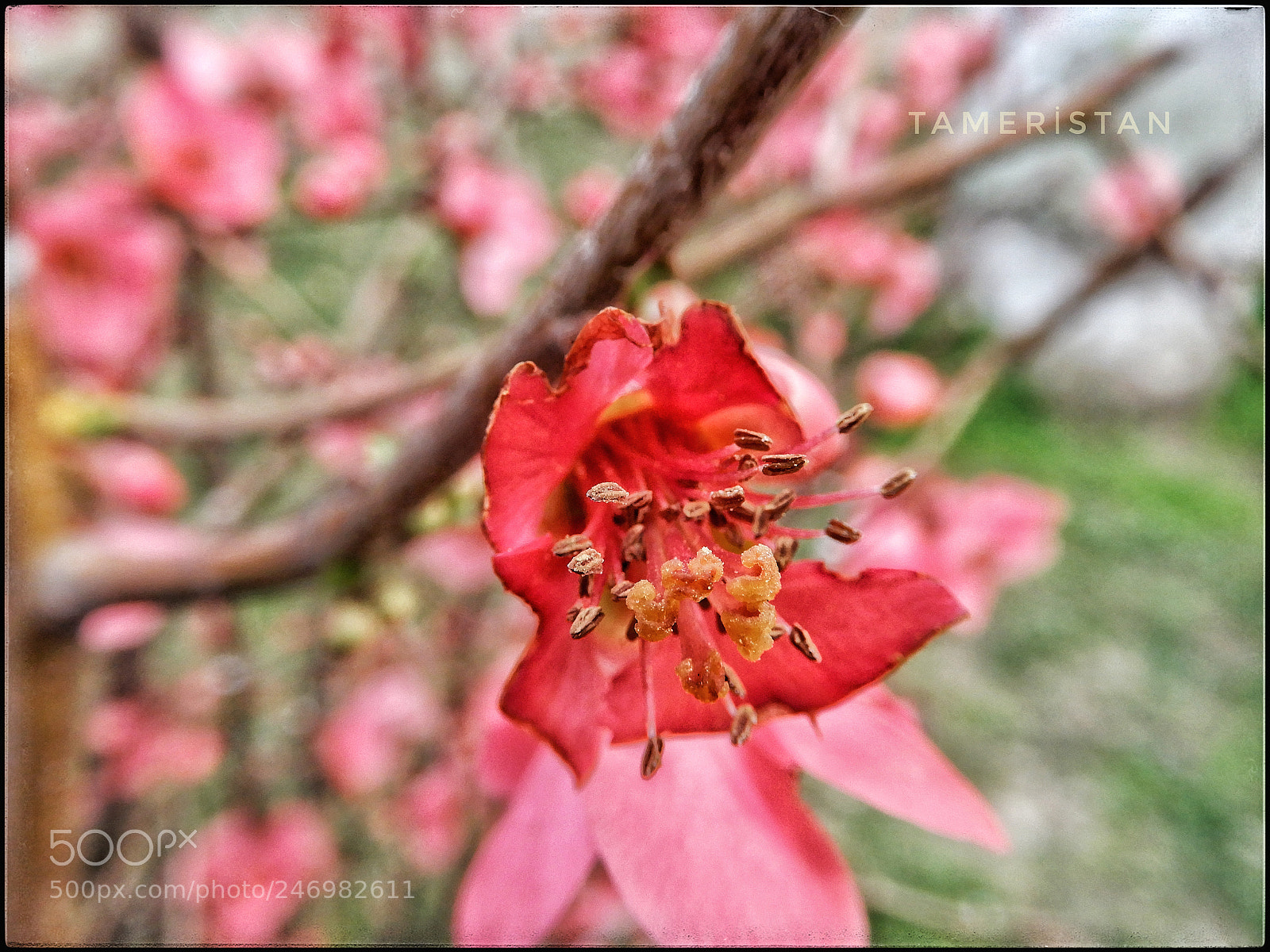 Nikon Coolpix A900 sample photo. Pink. photography